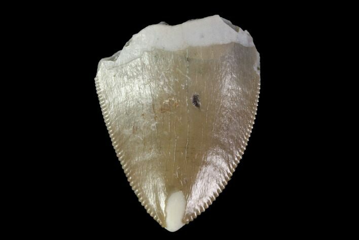 Serrated, Fossil Phytosaur Tooth - Arizona #88609